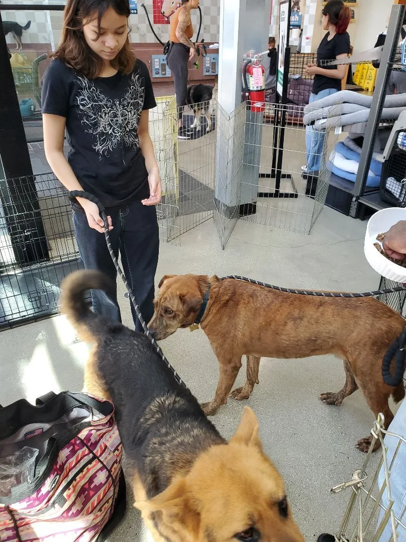 Sir Darwin At Your thumbnail 2