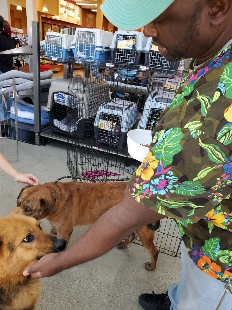 Sir Darwin At Your thumbnail 4