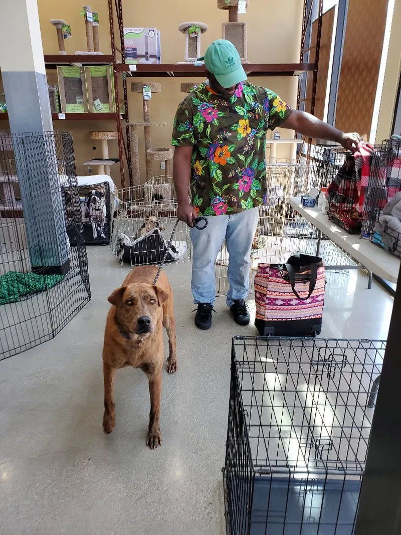 Sir Darwin At Your thumbnail 5