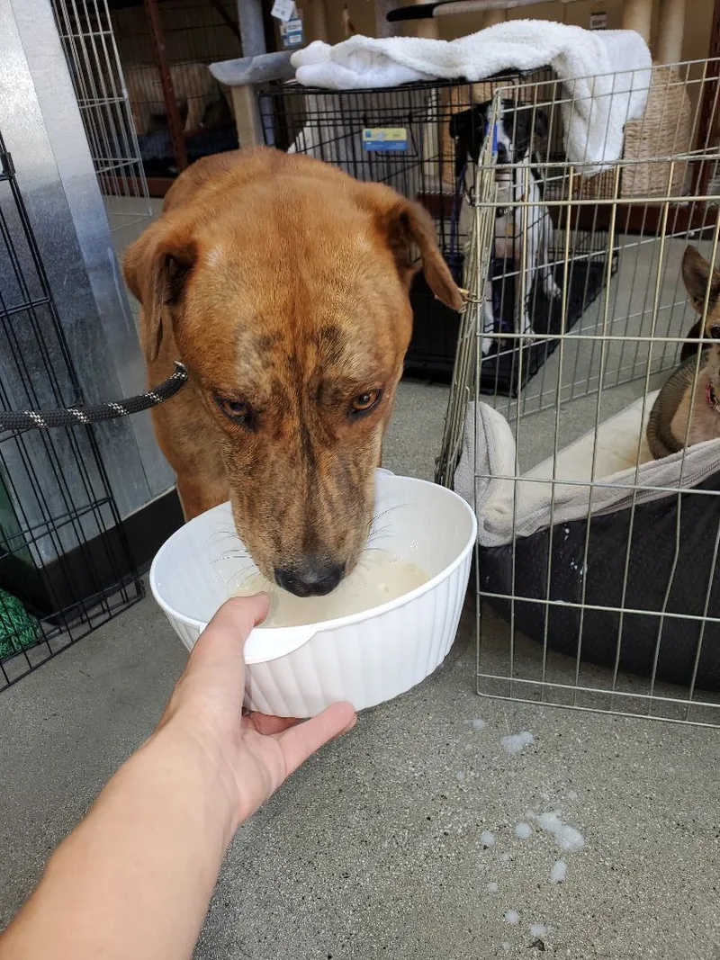 Sir Darwin At Your thumbnail 6