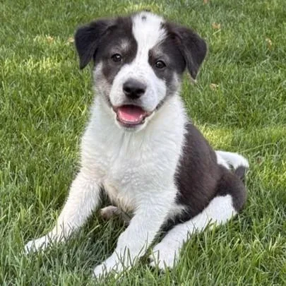 A baby medium-sized female Labrador Retriever dog named Waffles for adoption in Minneapolis, MN