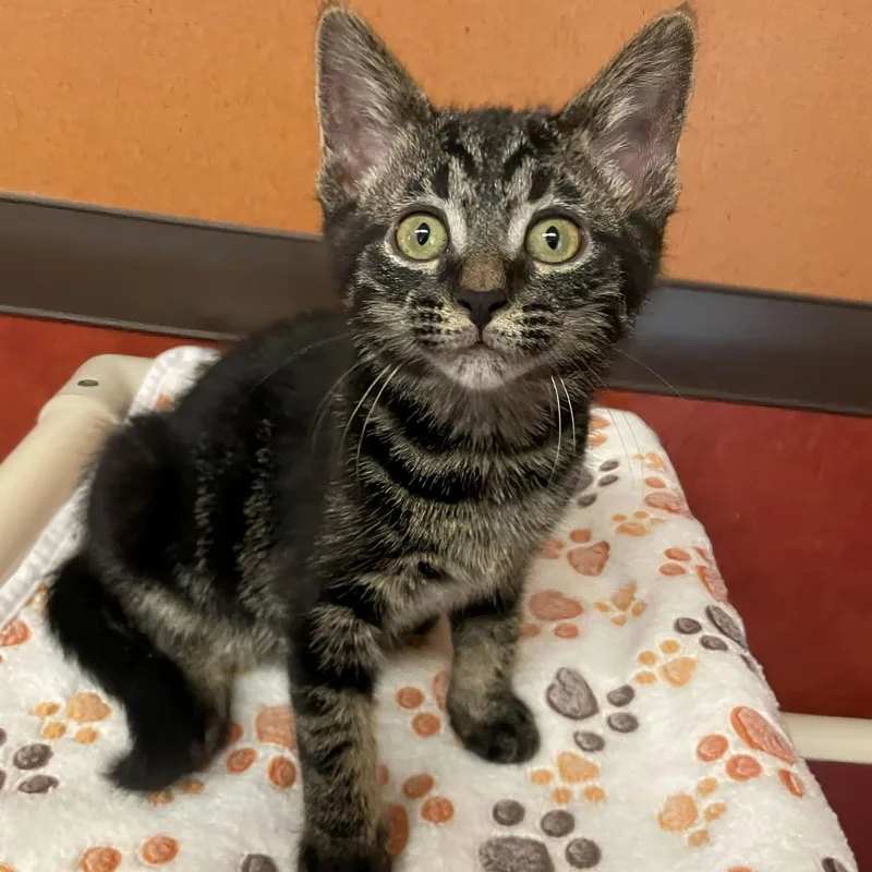 A baby small-sized male Black Domestic Short Hair cat named Fergus for adoption in Rochester, MN