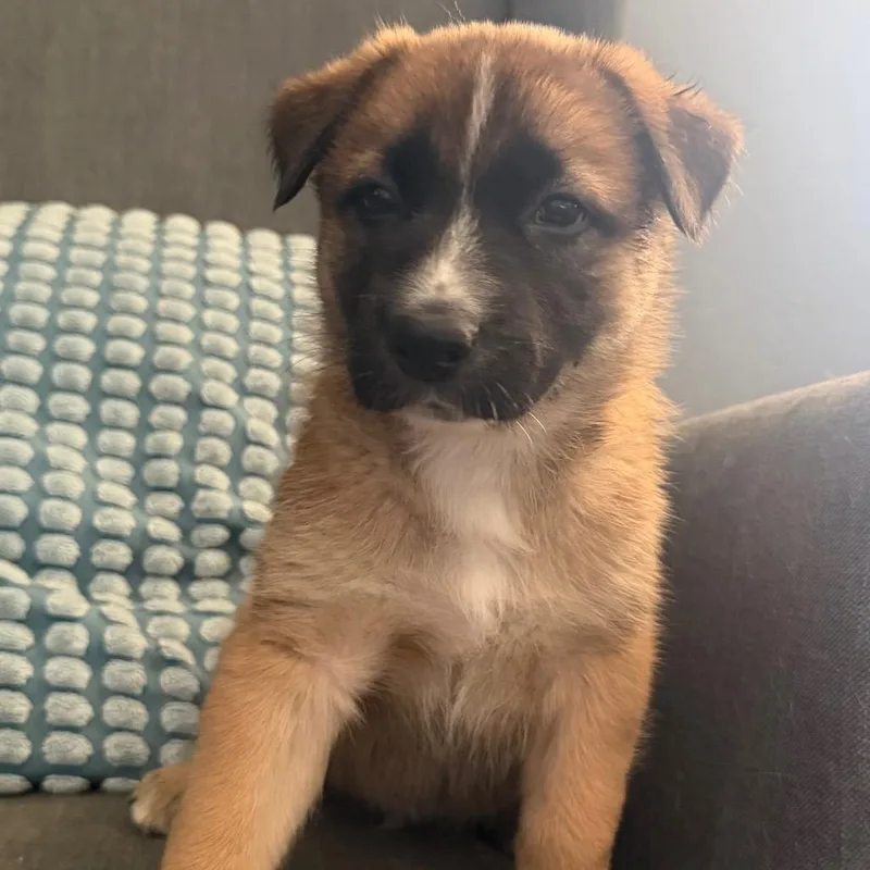 A baby large-sized male Brown / Chocolate German Shepherd Dog dog named Boo for adoption in Las Vegas, NV