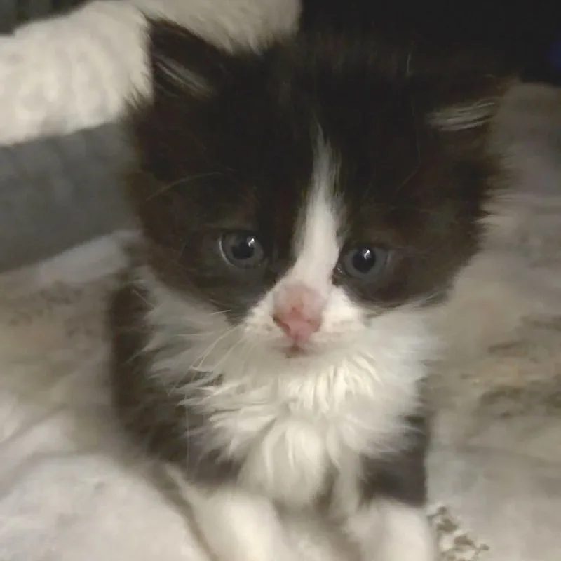 A baby small-sized male Black Domestic Medium Hair cat named Dreamer for adoption in Deerfield, IL