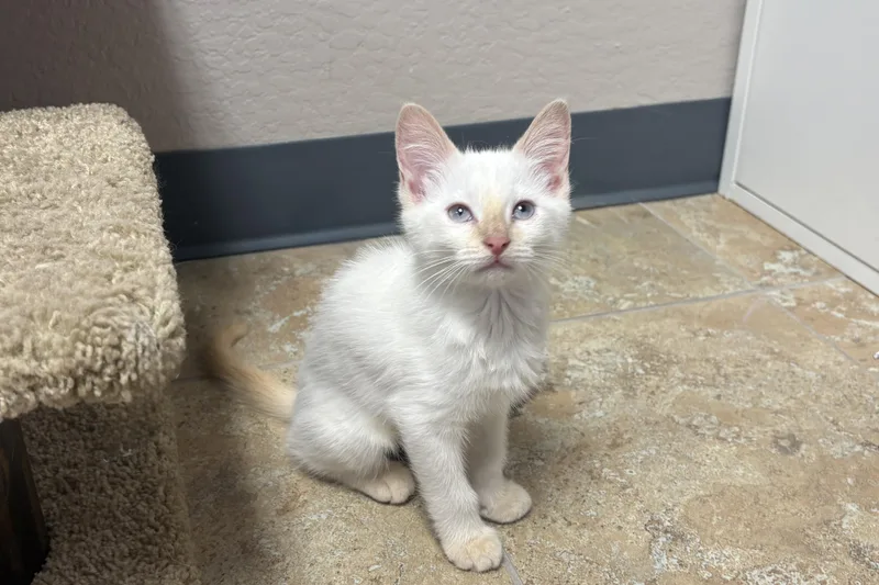A baby small-sized female Domestic Short Hair cat named Roadrunner for adoption in Fountain Hills, AZ