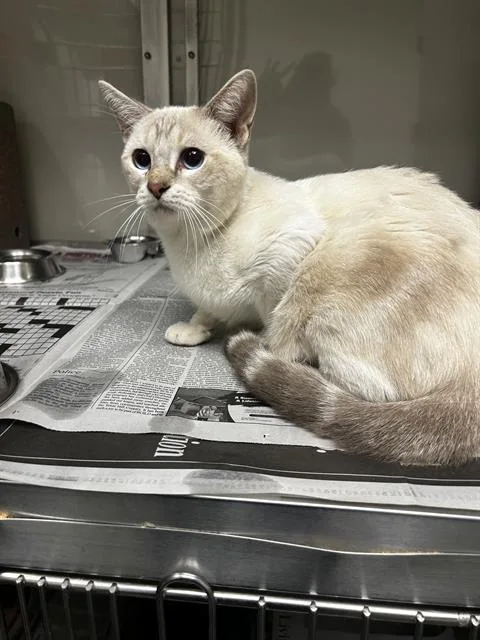 A young small-sized female Domestic Short Hair cat named Bon Bon for adoption in San Antonio, TX