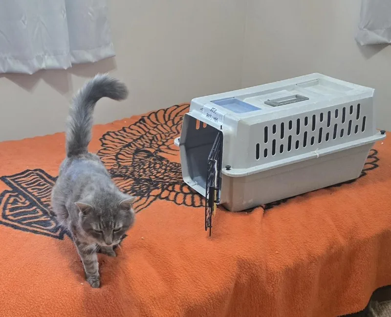 An adult large-sized male Domestic Long Hair cat named Jose for adoption in Broomfield, CO