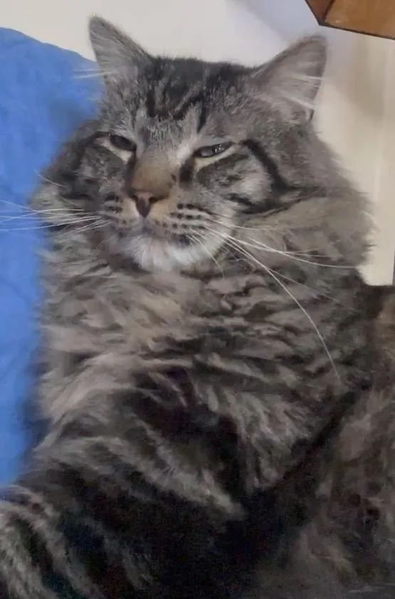 Sylvester thumbnail 2