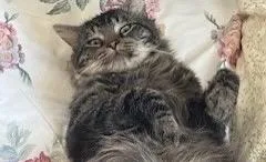 Sylvester thumbnail 3