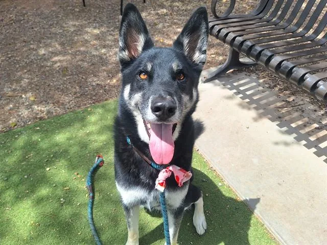 An adult large-sized male German Shepherd Dog dog named Woofington for adoption in Phoenix, AZ
