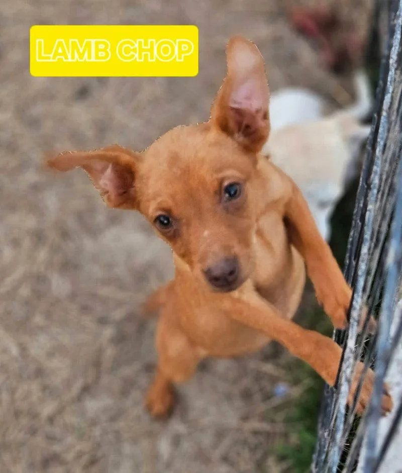 A baby small-sized female Miniature Pinscher dog named Lambchop Puppet for adoption in Wakefield, RI