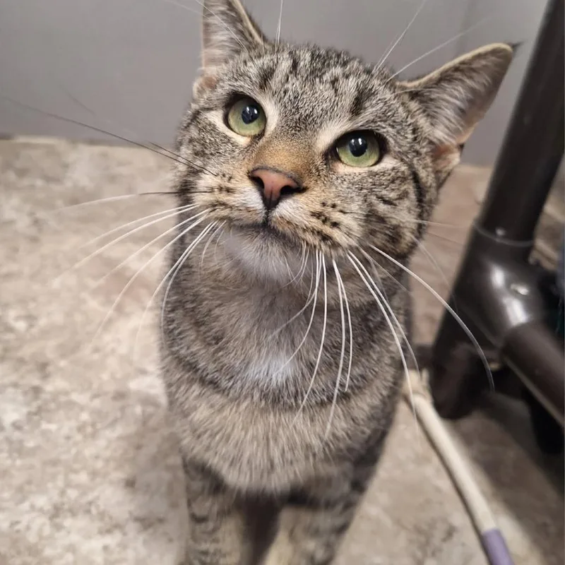 A young medium-sized male Domestic Short Hair cat named Apple Crisp for adoption in Attica, NY