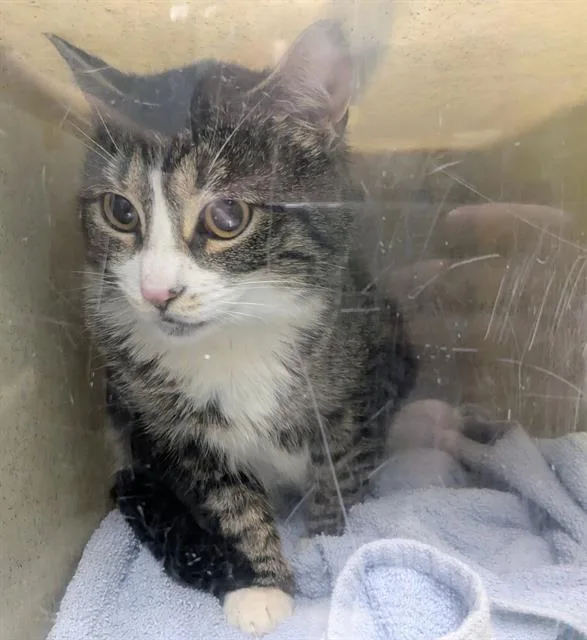 A young medium-sized female Domestic Short Hair cat named Ciara for adoption in Kent, WA