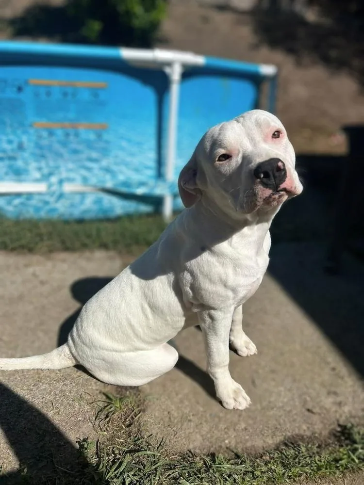A baby large-sized female Pit Bull Terrier dog named Chanel for adoption in La Grande, OR