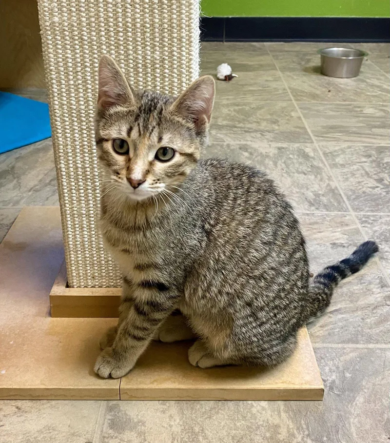 A young medium-sized female Domestic Short Hair cat named Adele for adoption in Fargo, ND