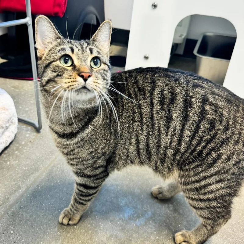 An adult large-sized male Brown / Chocolate Domestic Short Hair cat named Houdini for adoption in Fort Wayne, IN