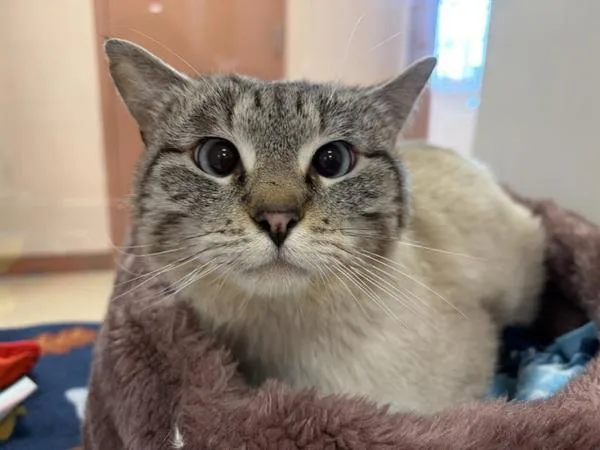 A young medium-sized male Siamese cat named Hawthorne for adoption in Great Falls, MT