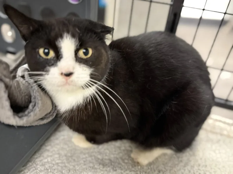 Mcmuffin thumbnail 2