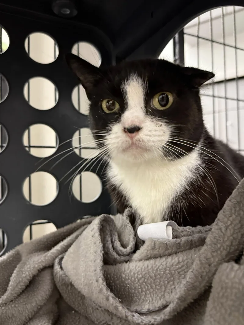 Mcmuffin thumbnail 3