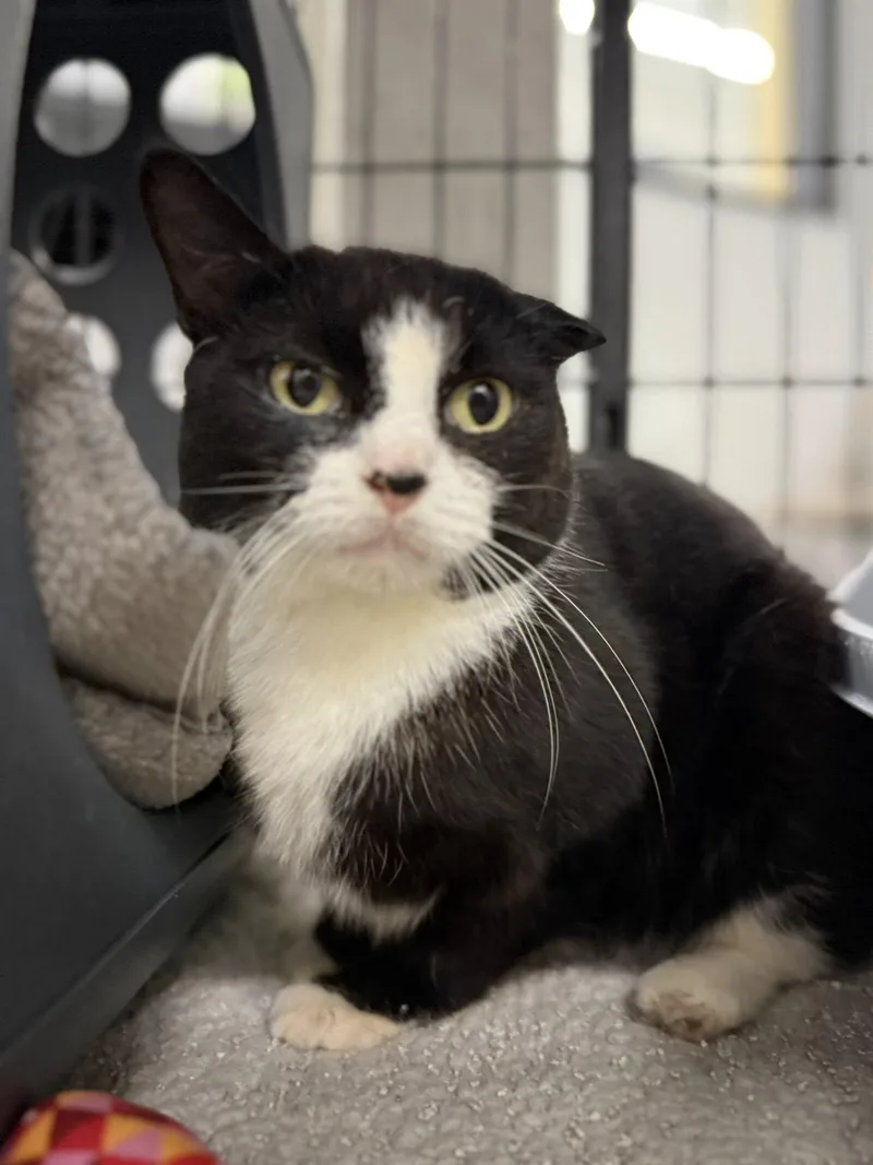 Mcmuffin thumbnail 5