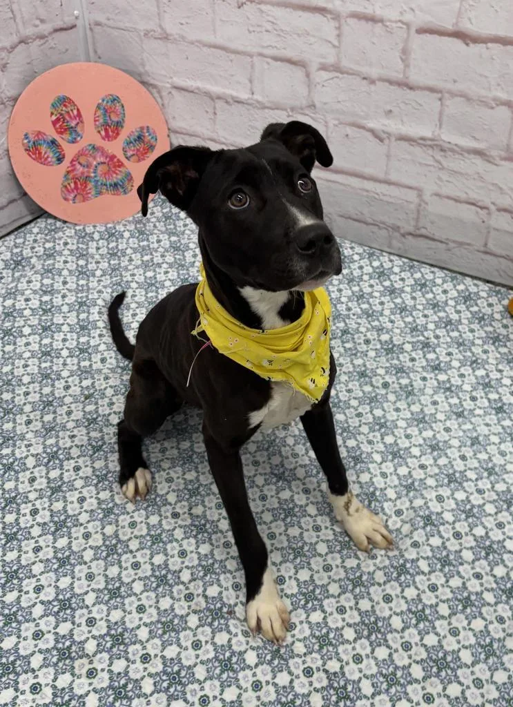 A baby medium-sized female Mixed Breed dog named Carin for adoption in Detroit, MI