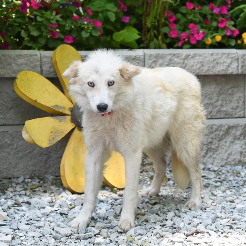 A young medium-sized female White / Cream Spitz dog named Papafrita for adoption in Wake Forest, NC