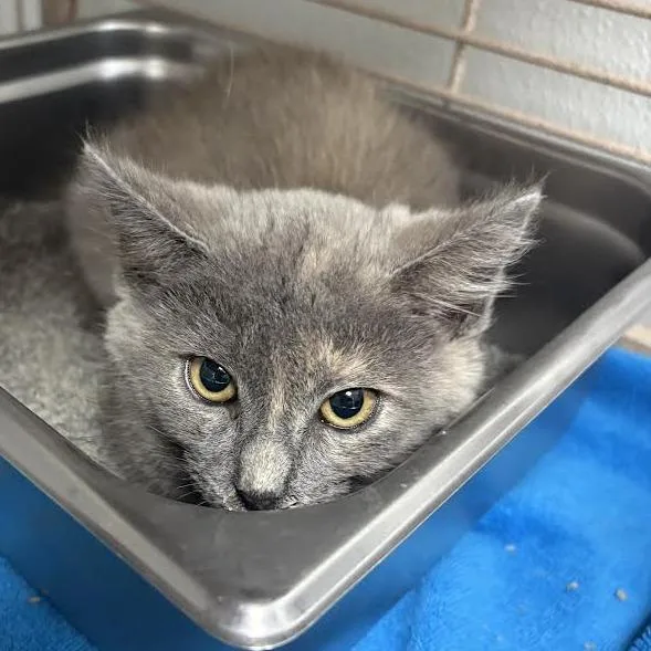 A baby small-sized female Gray / Blue / Silver Domestic Short Hair cat named Celeste for adoption in Blairsville, GA