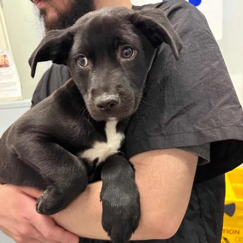 Lonesome Dove thumbnail 4