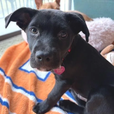 Lonesome Dove thumbnail 5