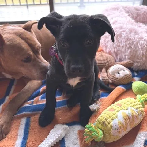 Lonesome Dove thumbnail 6