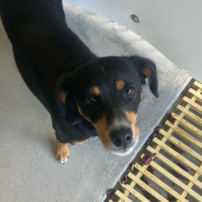 An adult small-sized female Black Mixed Breed dog named Found Dog for adoption in Buffalo, WY