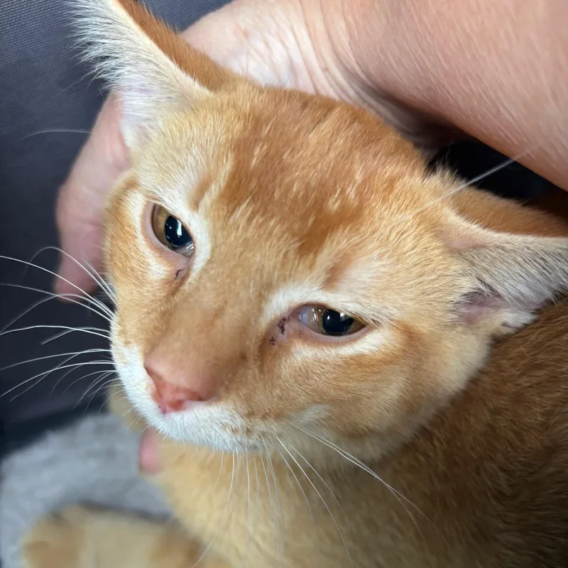 A baby medium-sized male Orange / Red Domestic Short Hair cat named RockyFork Jack for adoption in Columbia, MO