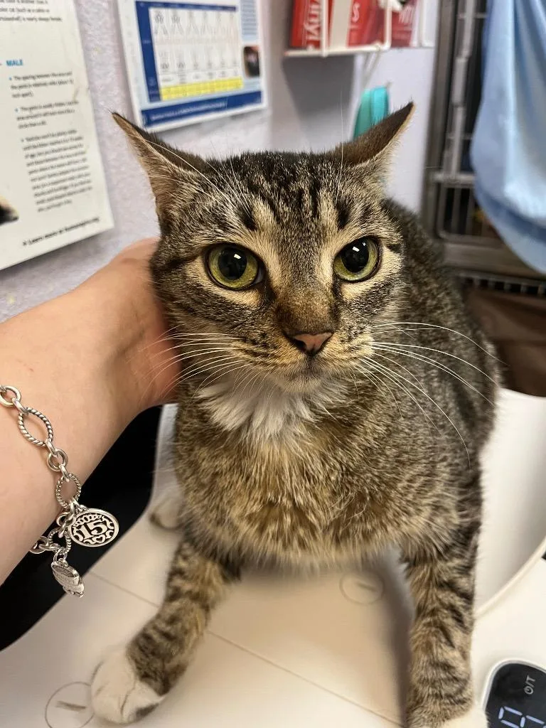 A baby medium-sized female Domestic Short Hair cat named White Sock for adoption in New Braunfels, TX
