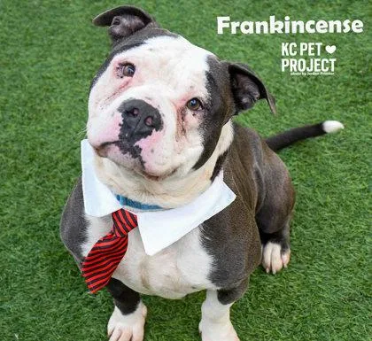 An adult large-sized male Gray / Blue / Silver Pit Bull Terrier dog named Frankincense for adoption in Kansas City, MO
