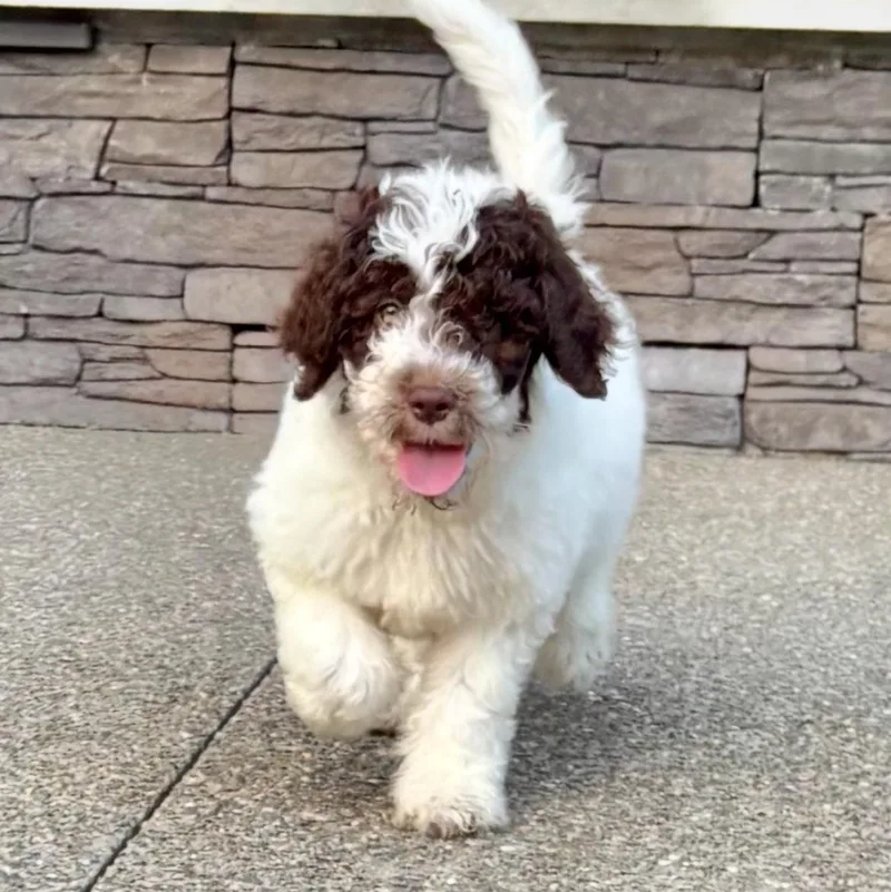 A baby medium-sized male White / Cream Labradoodle dog named Sammy for adoption in Buffalo, NY