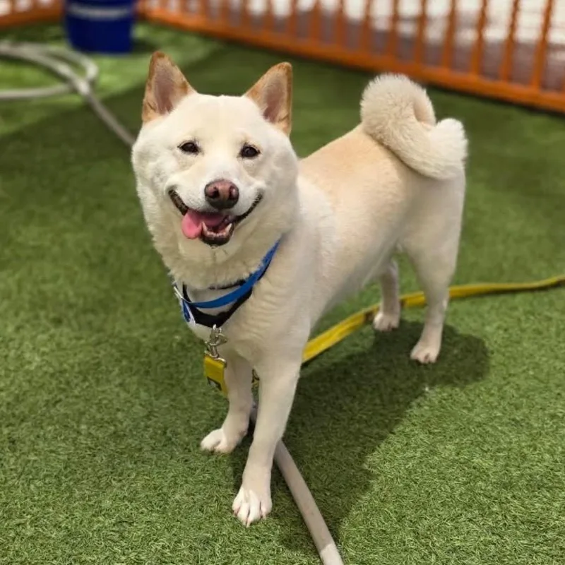 An adult medium-sized male White / Cream Shiba Inu dog named Shiro for adoption in Las Vegas, NV