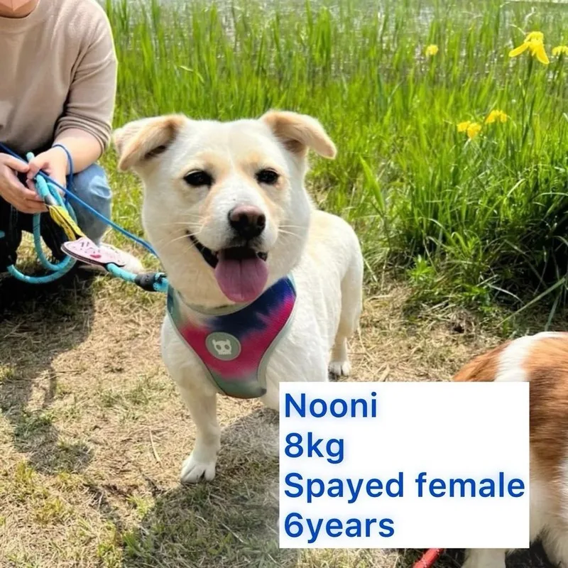 An adult small-sized female Jindo dog named Nooni for adoption in Long Island City, NY