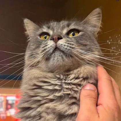 Holly Katter  FIV+ thumbnail 2