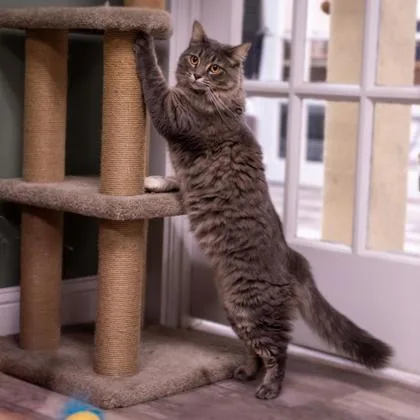 Holly Katter  FIV+ thumbnail 3