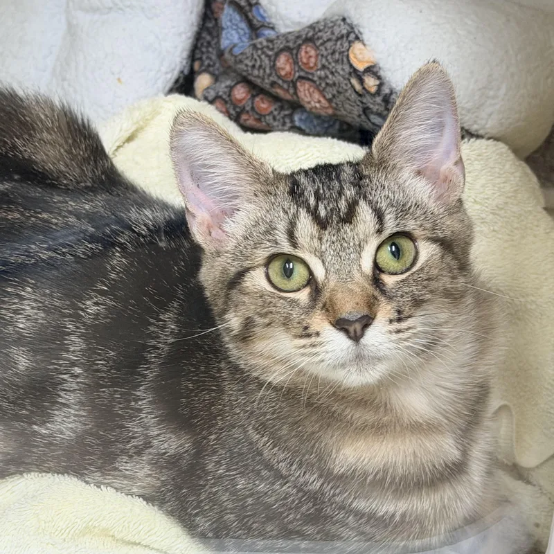 A baby medium-sized female Tabby (Gray / Blue / Silver) Domestic Short Hair cat named Rozzi for adoption in Pawleys Island, SC