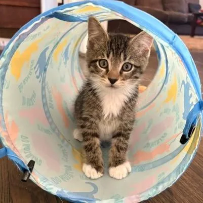 A baby small-sized male Brown / Chocolate Domestic Short Hair cat named S&T: Socks for adoption in Falls Church, VA