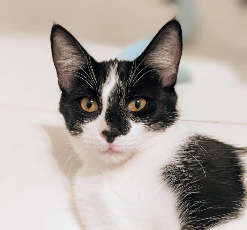 A baby medium-sized female Black & White / Tuxedo Domestic Short Hair cat named Oreo for adoption in Omaha, NE