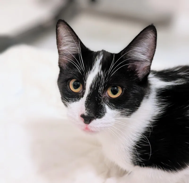 Oreo thumbnail 3