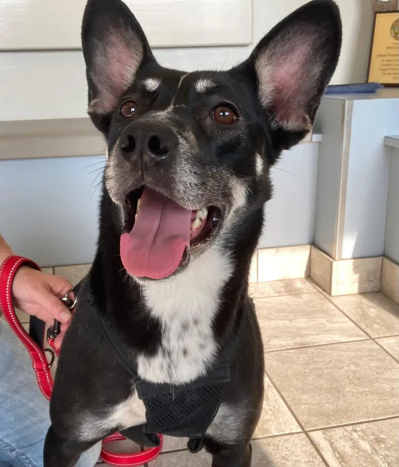 An adult medium-sized female Tricolor (Brown, Black, & White) German Shepherd Dog dog named Molly Socks for adoption in Morganton, NC