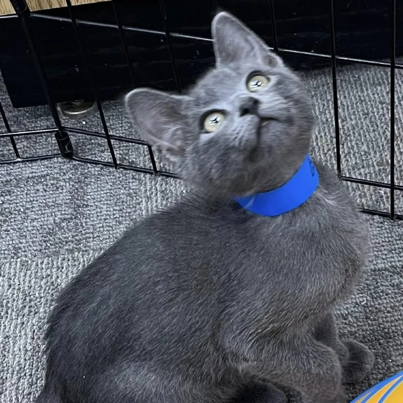 A baby small-sized male Gray / Blue / Silver Domestic Short Hair cat named Sneezy for adoption in Hamburg, NY
