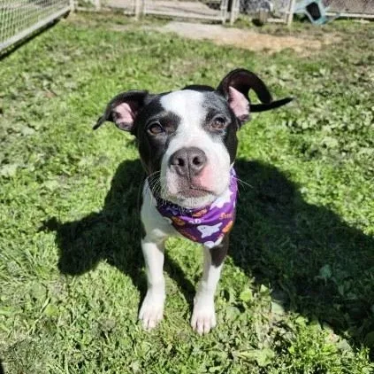A baby medium-sized female Pit Bull Terrier dog named Panda for adoption in White Oak, PA