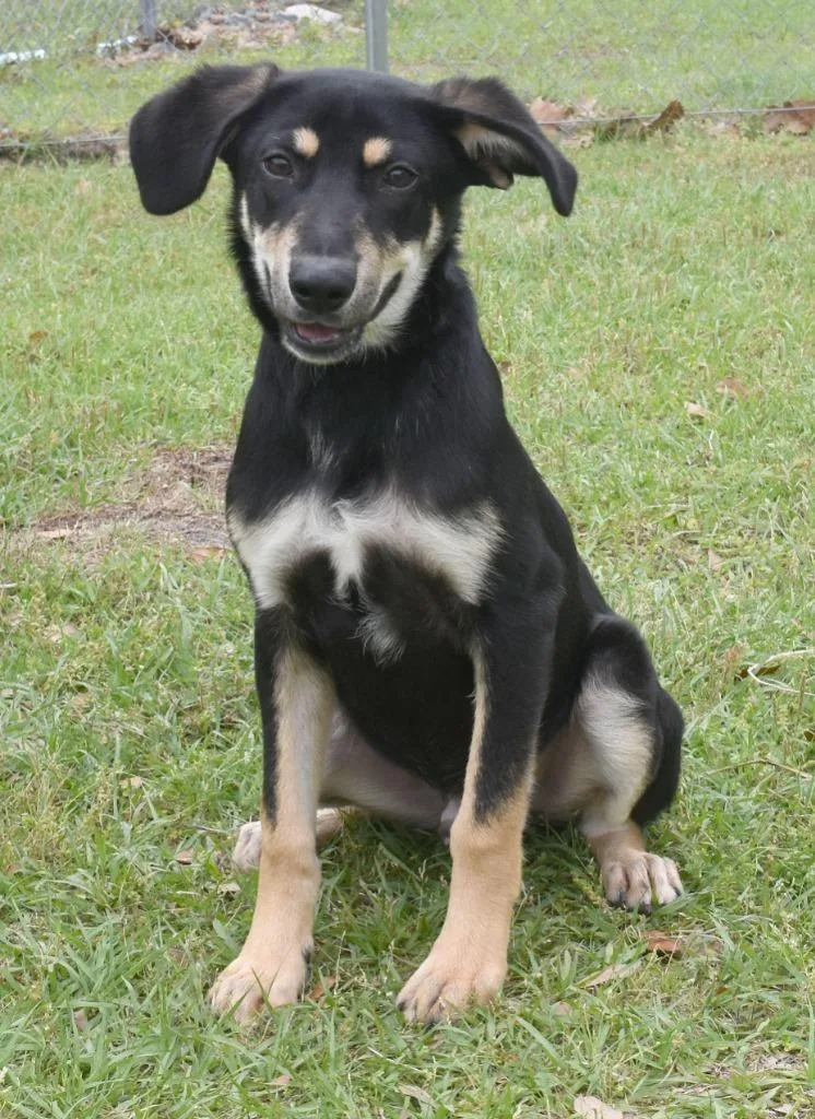 A baby medium-sized male Mixed Breed dog named Donald for adoption in Kingsland, GA