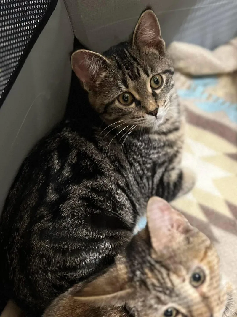 A young small-sized female Tabby (Buff / Tan / Fawn) Tabby cat named Jolene for adoption in Calhoun, KY