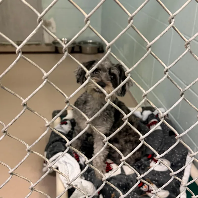 A young small-sized male Black Mixed Breed dog named Sage for adoption in Newark, NJ