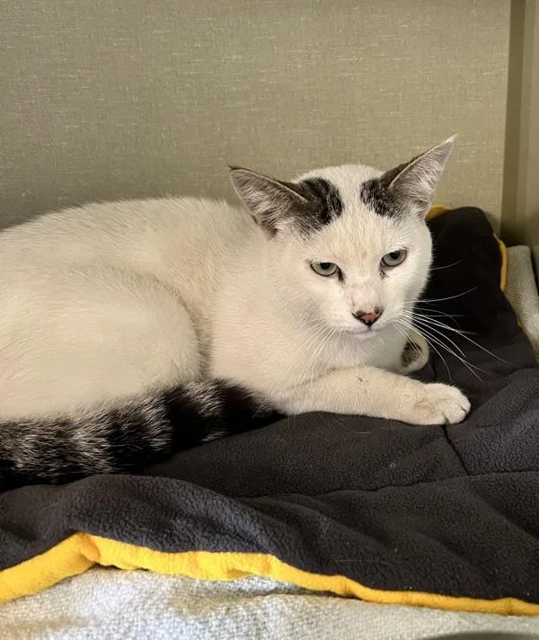A young medium-sized male Domestic Short Hair cat named Four for adoption in Vallejo, CA